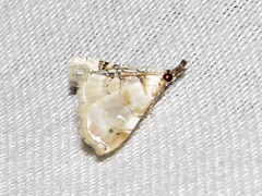 Trichophysetis whitei