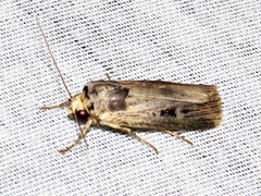 Effractilis effracta