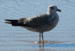 Larus fuscus