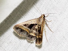 Acantholipes circumdata