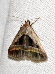 Acantholipes circumdata