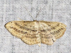Scopula deserta