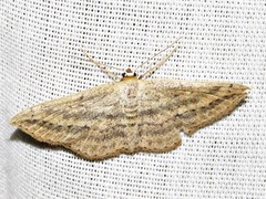 Scopula deserta