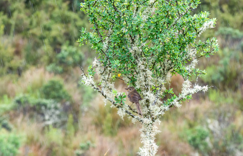 Itatiaia Spinetail (Asthenes moreirae), photo 7