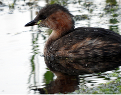 Tachybaptus ruficollis