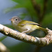 Lesser Greenlet - Photo (c) A Emmerson, some rights reserved (CC BY-NC), uploaded by A Emmerson