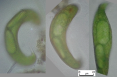 Lepocinclis fusca
