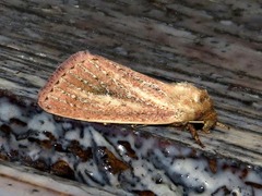 Aspidifrontia rufescens