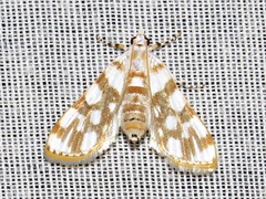 Obtusipalpis pardalis