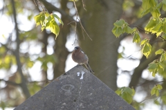 Fringilla coelebs