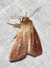 Aspidifrontia rufescens