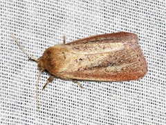 Aspidifrontia rufescens