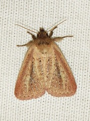 Aspidifrontia rufescens