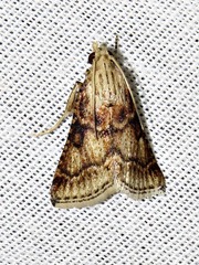Zitha allutalis