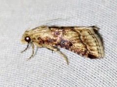 Zitha allutalis