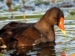 Gallinula chloropus