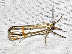 Aurotalis nigrisquamalis