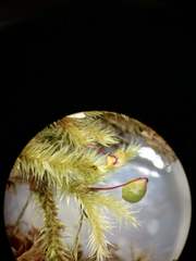 Breutelia tomentosa