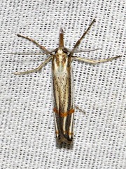 Aurotalis nigrisquamalis