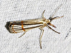 Aurotalis nigrisquamalis