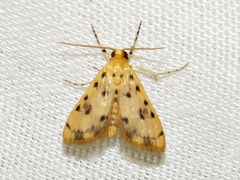 Calamoschoena stictalis