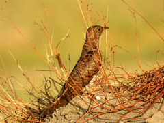 Cuculus canorus