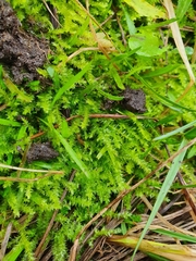Rhynchostegium megapolitanum