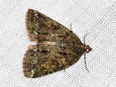 Xylopteryx arcuata