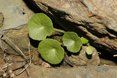 Umbilicus horizontalis