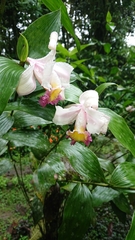 Sobralia ecuadorana