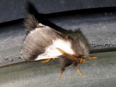 Thaumetopoea apologetica