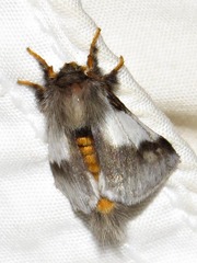 Thaumetopoea apologetica