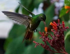 Saucerottia beryllina