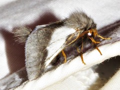 Thaumetopoea apologetica