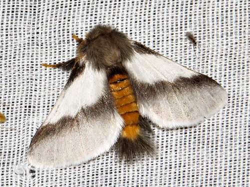 Thaumetopoea apologetica