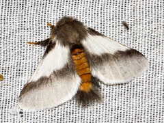 Thaumetopoea apologetica