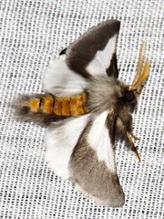 Thaumetopoea apologetica