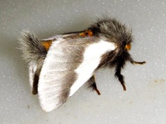 Thaumetopoea apologetica