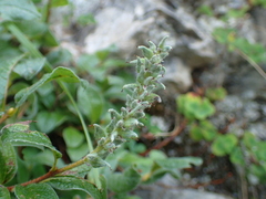Salix pyrenaica