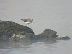 Tringa ochropus