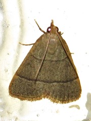 Hypsopygia nostralis