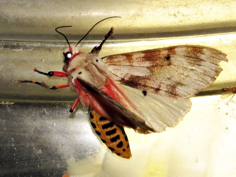 Teracotona submacula