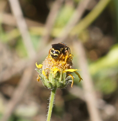 Dianthidium