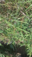 Juniperus communis hemisphaerica