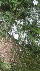 Cerastium biebersteinii