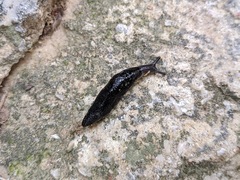 Milacidae