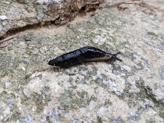 Milacidae