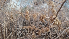 Reynoutria japonica