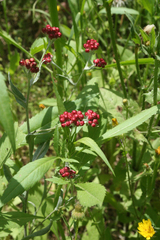 Helichrysum sanguineum