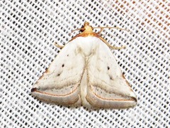 Eublemma fulvitermina